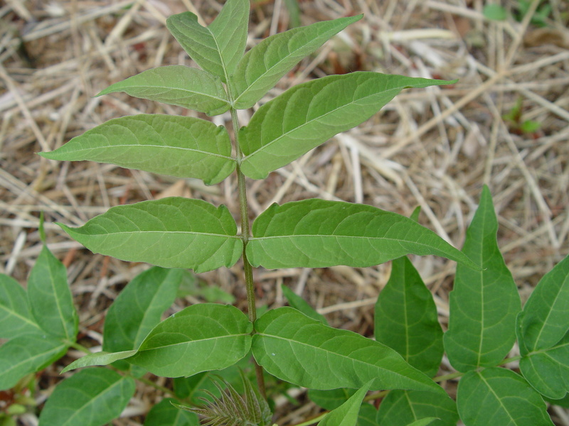 Ailanthus altissima (Mill.) Swingle, 1916