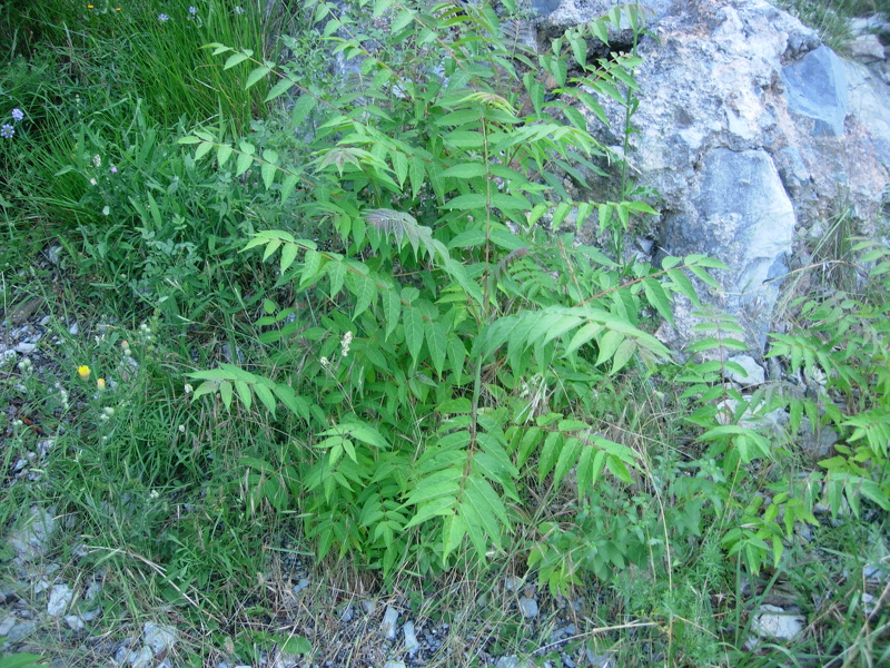 Ailanthus altissima (Mill.) Swingle, 1916