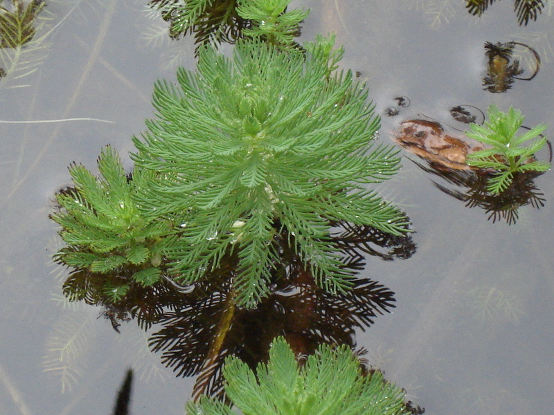 Myriophyllum aquaticum (Vell.) Verdc., 1973