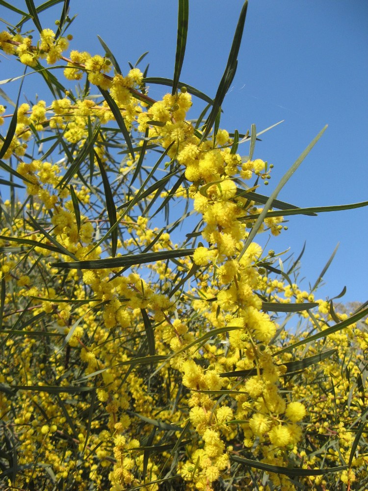 Acacia saligna (Labill.) H.L.Wendl., 1820 [syn. Acacia cyanophylla Lindl., 1839]