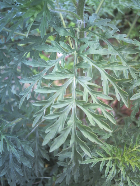Ambrosia artemisiifolia L., 1753