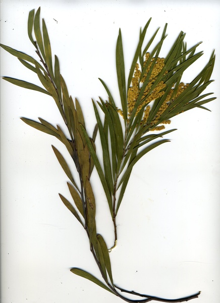Acacia saligna (Labill.) H.L.Wendl., 1820 [syn. Acacia cyanophylla Lindl., 1839]