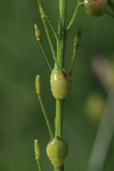 Bunias orientalis L., 1753