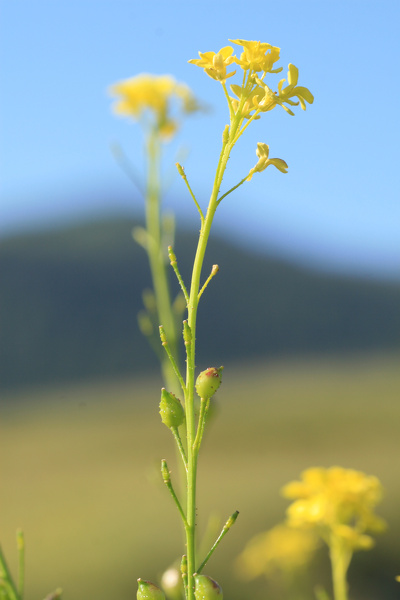 Bunias orientalis L., 1753