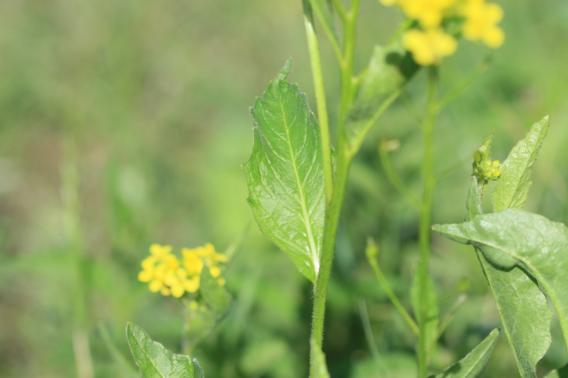 Bunias orientalis L., 1753