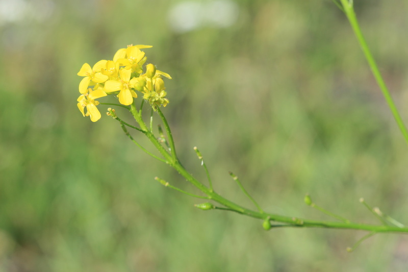 Bunias orientalis L., 1753