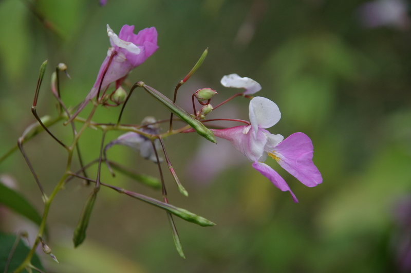 Impatiens balfourii Hook.f., 1903 [syn. Impatiens balfouri Hook.f., 1903]