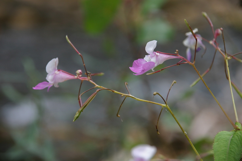 Impatiens balfourii Hook.f., 1903 [syn. Impatiens balfouri Hook.f., 1903]