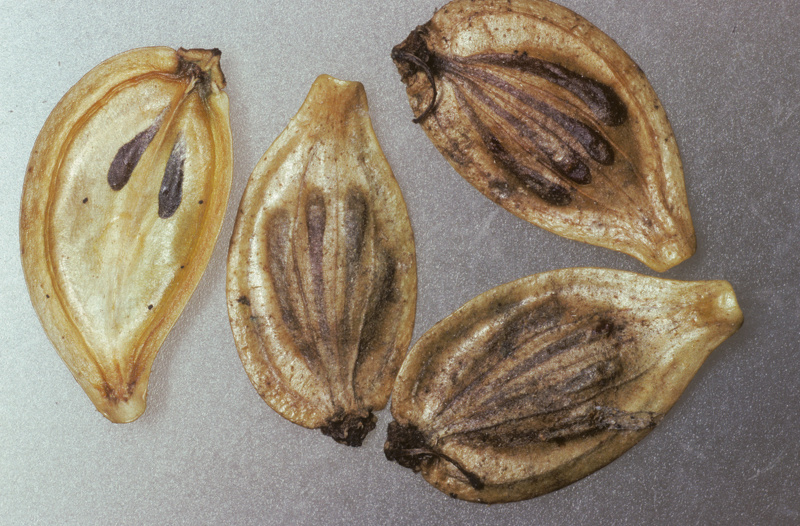 Heracleum mantegazzianum Sommier & Levier, 1895