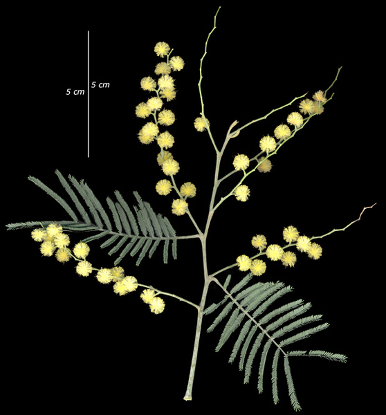 Acacia dealbata Link, 1822