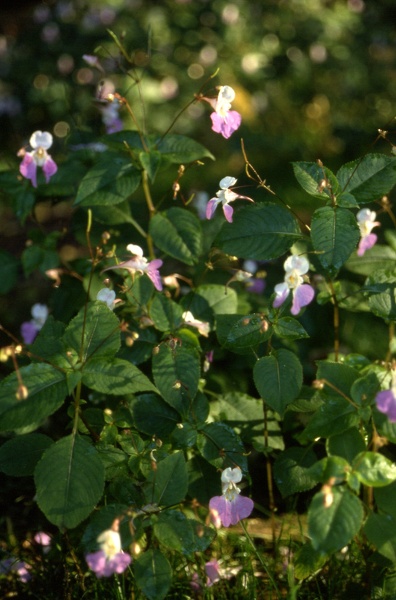 Impatiens balfourii Hook.f., 1903 [syn. Impatiens balfouri Hook.f., 1903]