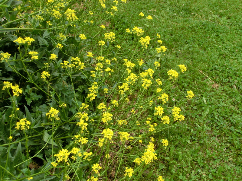 Bunias orientalis L., 1753