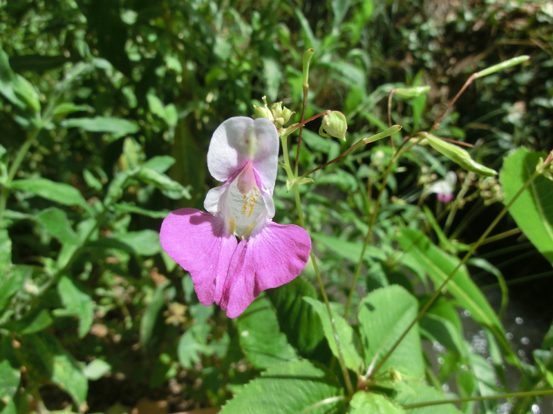 Impatiens balfourii Hook.f., 1903 [syn. Impatiens balfouri Hook.f., 1903]