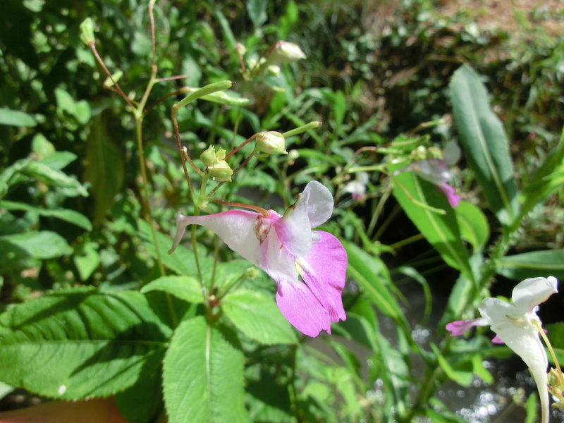 Impatiens balfourii Hook.f., 1903 [syn. Impatiens balfouri Hook.f., 1903]