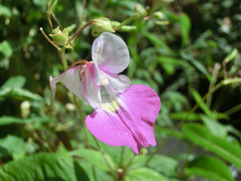 Impatiens balfourii Hook.f., 1903 [syn. Impatiens balfouri Hook.f., 1903]