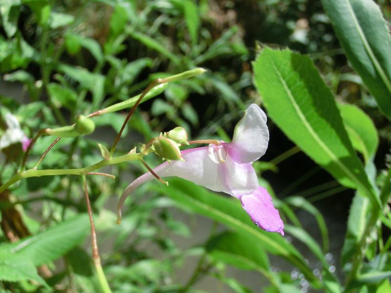 Impatiens balfourii Hook.f., 1903 [syn. Impatiens balfouri Hook.f., 1903]