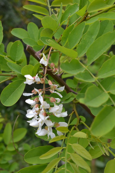 Robinia pseudoacacia L., 1753