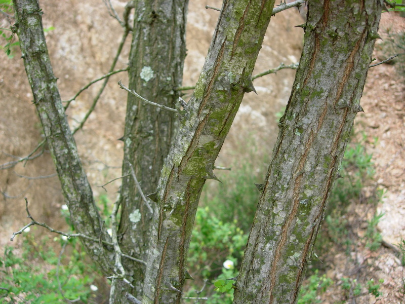 Robinia pseudoacacia L., 1753