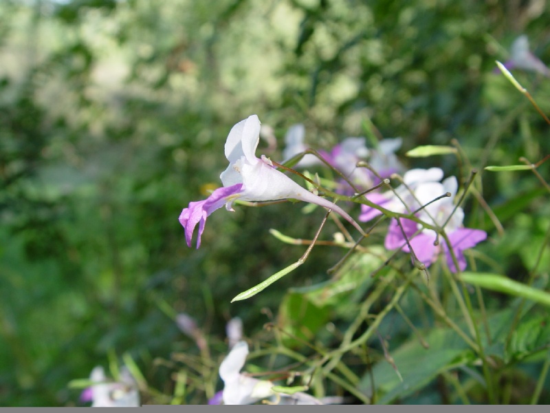 Impatiens balfourii Hook.f., 1903 [syn. Impatiens balfouri Hook.f., 1903]