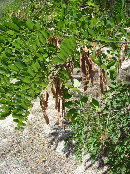 Robinia pseudoacacia L., 1753