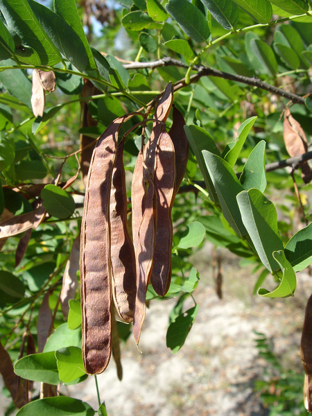 Robinia pseudoacacia L., 1753