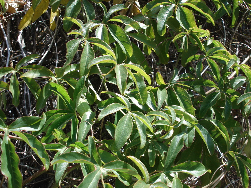 Passiflora caerulea L., 1753