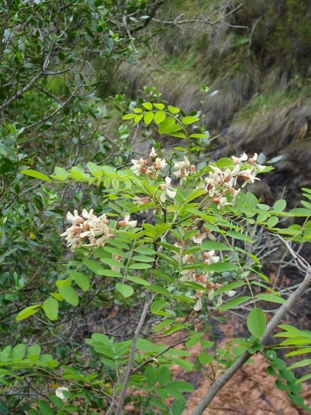 Robinia pseudoacacia L., 1753