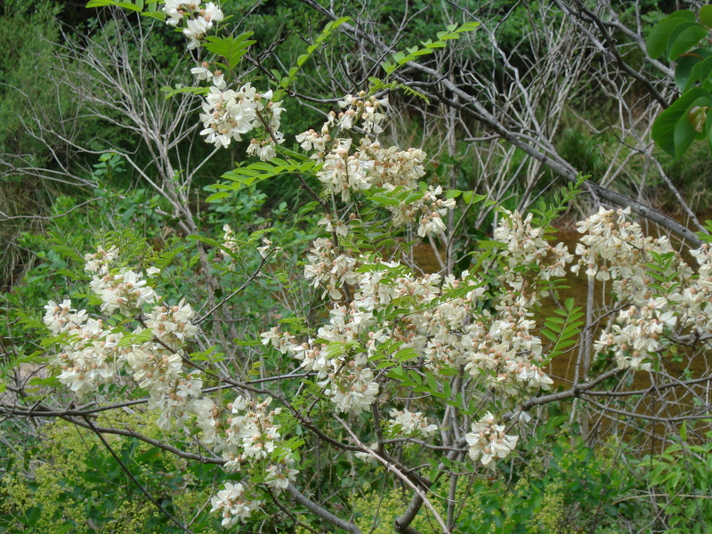 Robinia pseudoacacia L., 1753