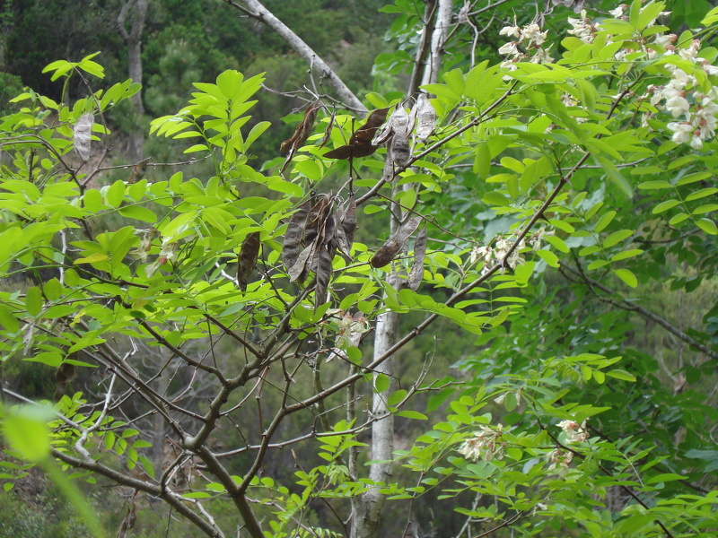 Robinia pseudoacacia L., 1753