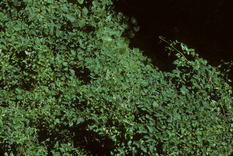Fallopia baldschuanica (Regel) Holub, 1971 [syn. Polygonum baldschuanicum Regel, 1884]