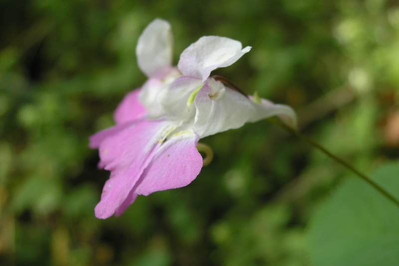 Impatiens balfourii Hook.f., 1903 [syn. Impatiens balfouri Hook.f., 1903]