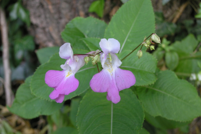 Impatiens balfourii Hook.f., 1903 [syn. Impatiens balfouri Hook.f., 1903]