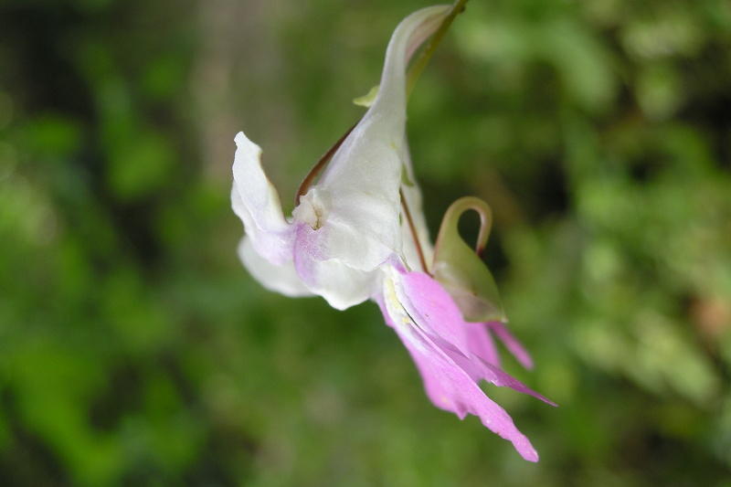 Impatiens balfourii Hook.f., 1903 [syn. Impatiens balfouri Hook.f., 1903]