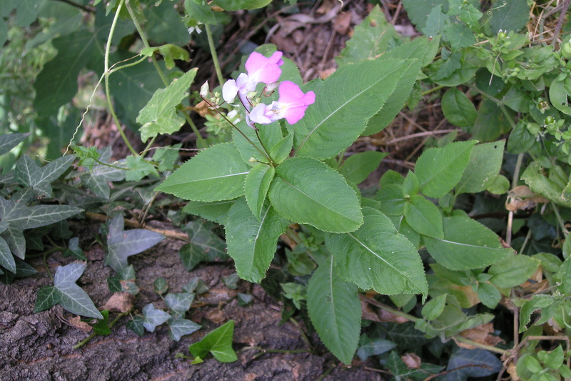 Impatiens balfourii Hook.f., 1903 [syn. Impatiens balfouri Hook.f., 1903]