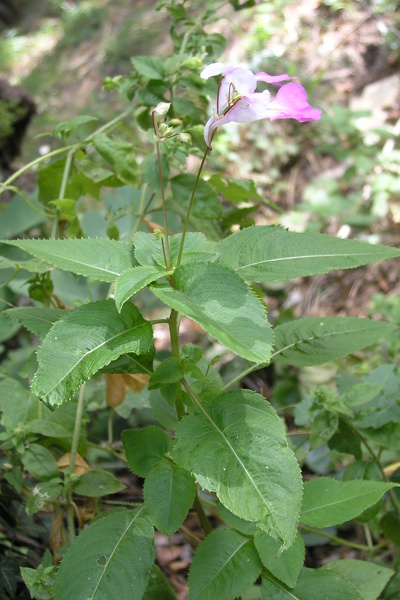 Impatiens balfourii Hook.f., 1903 [syn. Impatiens balfouri Hook.f., 1903]