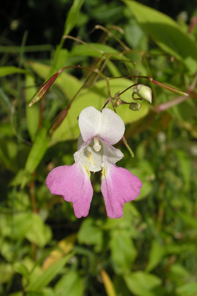 Impatiens balfourii Hook.f., 1903 [syn. Impatiens balfouri Hook.f., 1903]