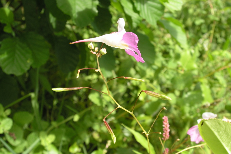 Impatiens balfourii Hook.f., 1903 [syn. Impatiens balfouri Hook.f., 1903]