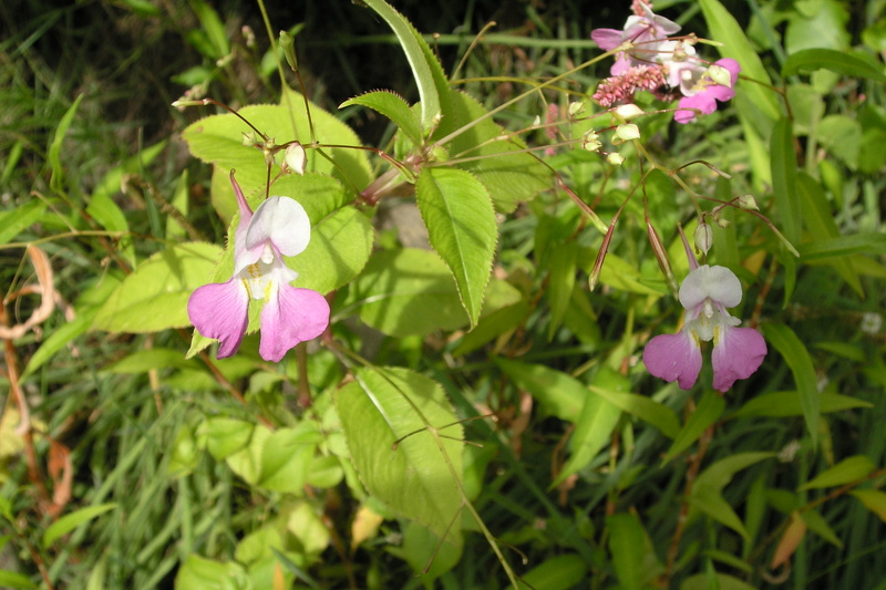 Impatiens balfourii Hook.f., 1903 [syn. Impatiens balfouri Hook.f., 1903]