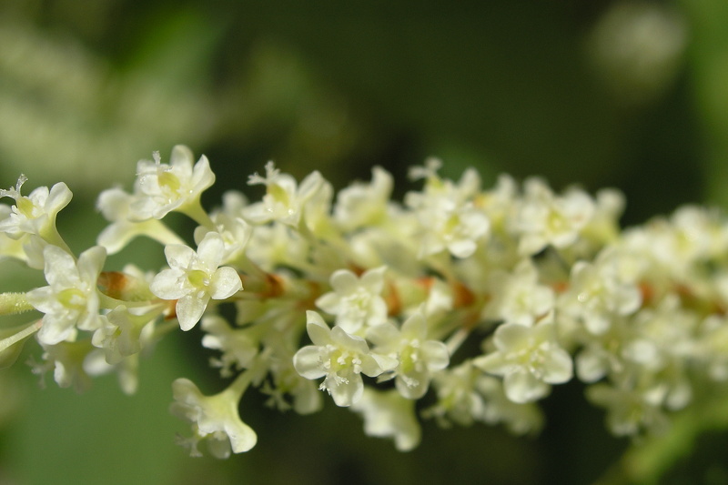 Reynoutria japonica Houtt., 1777