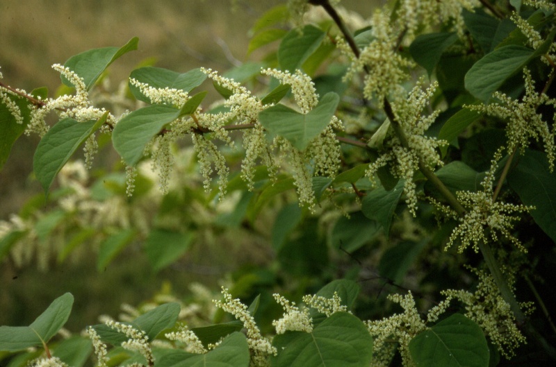 Reynoutria japonica Houtt., 1777