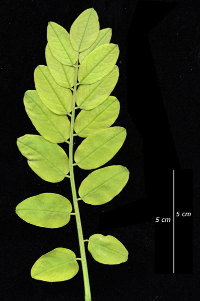 Robinia pseudoacacia L., 1753