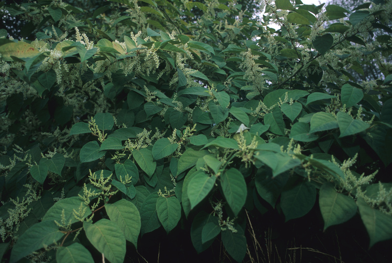 Reynoutria japonica Houtt., 1777