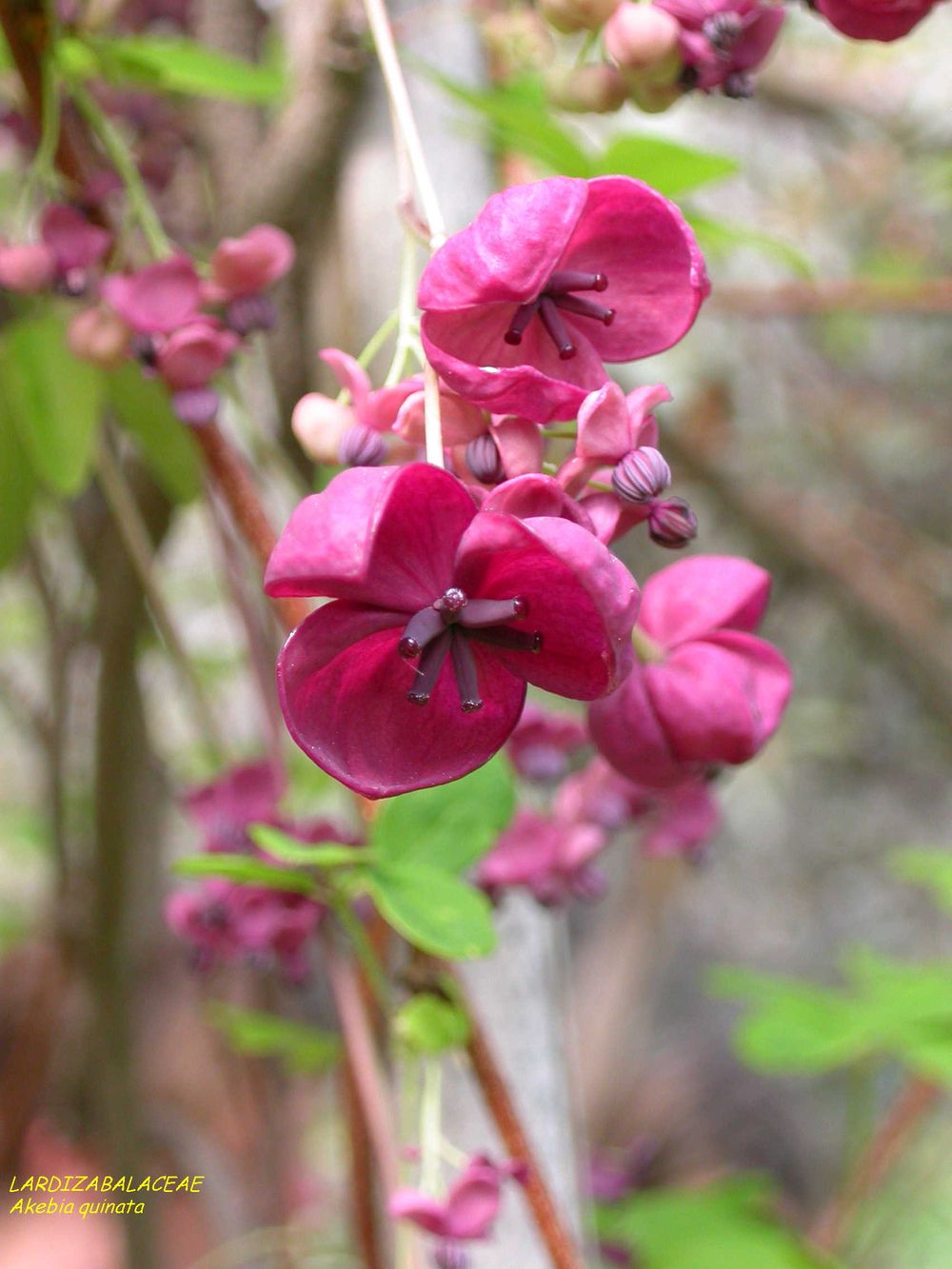 Akebia quinata (Thunb. ex Houtt.) Decne., 1839 [syn. Akebia quinata Decne., 1839]