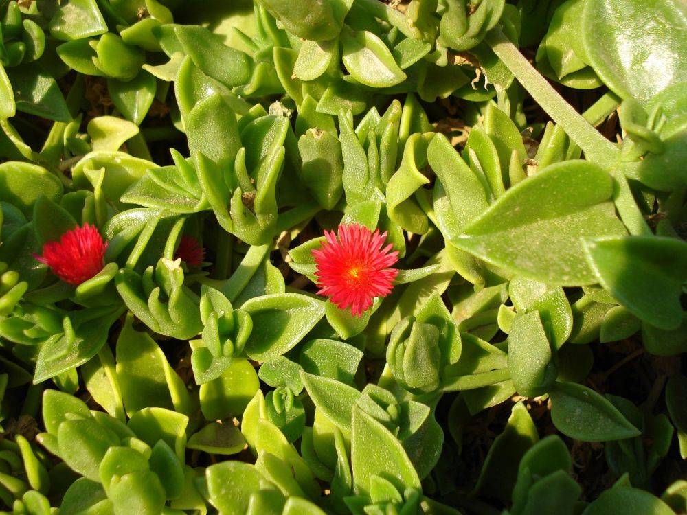 Mesembryanthemum cordifolium L.f., 1782 [syn. Aptenia cordifolia (L.f.) Schwantes, 1928]
