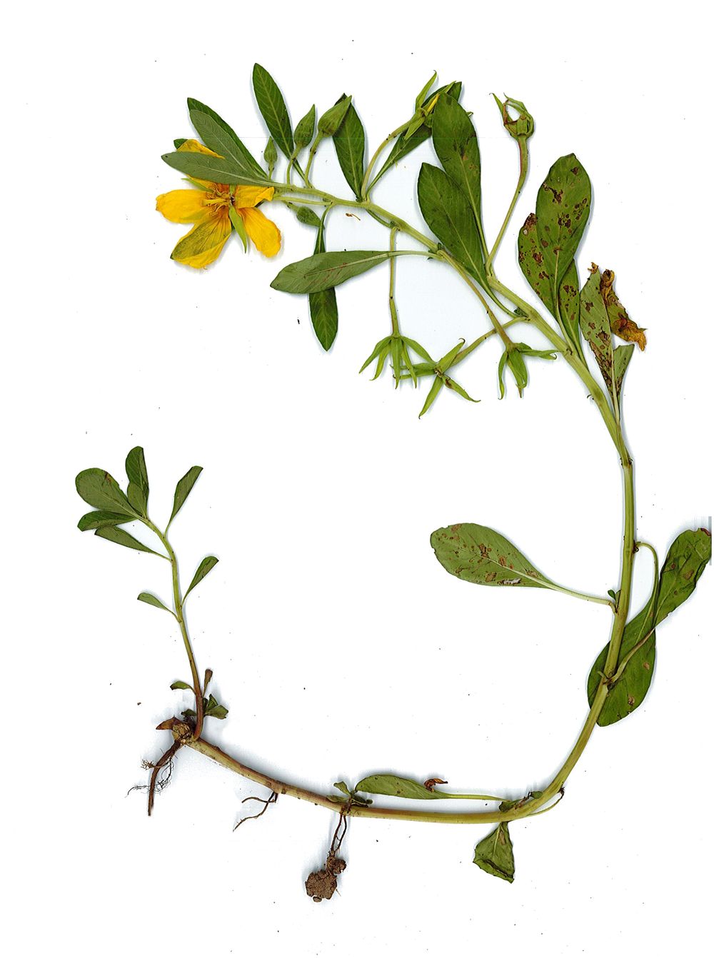 Ludwigia grandiflora (Michx.) Greuter & Burdet, 1987 [Ludwigia grandiflora subsp. hexapetala (Hook. & Arn.) G.L.Nesom & Kartesz, 2000]