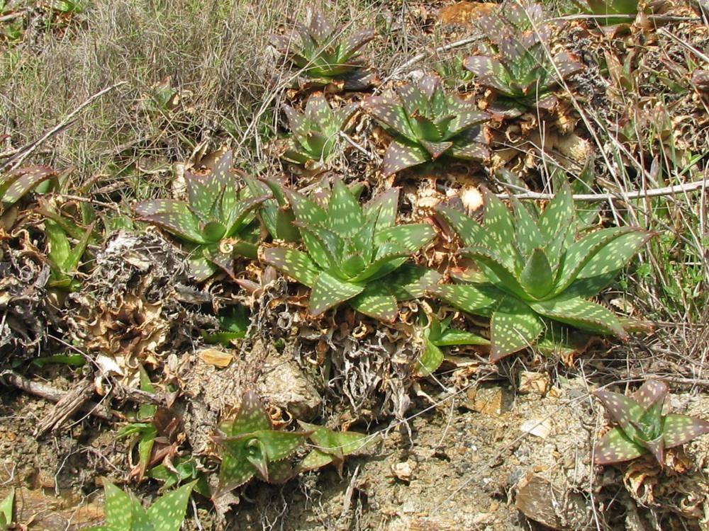 Aloe maculata All., 1773