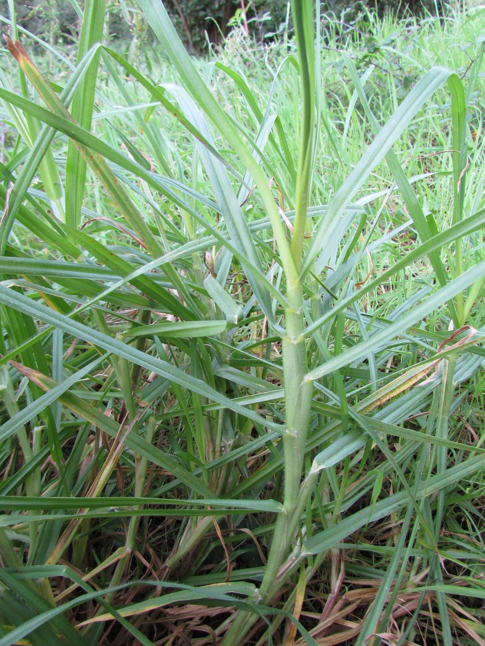 Cenchrus clandestinus (Hochst. ex Chiov.) Morrone, 2010 [syn. Pennisetum clandestinum C.F. Hochstetter ex E. Chiovenda ; Kikuyuochloa clandestina (Hochst. ex Chiov.) H.Scholz, 2006]