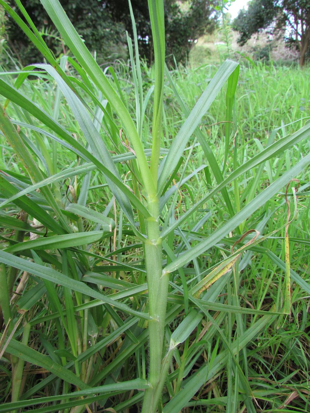 Cenchrus clandestinus (Hochst. ex Chiov.) Morrone, 2010 [syn. Pennisetum clandestinum C.F. Hochstetter ex E. Chiovenda ; Kikuyuochloa clandestina (Hochst. ex Chiov.) H.Scholz, 2006]