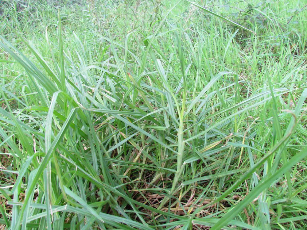 Cenchrus clandestinus (Hochst. ex Chiov.) Morrone, 2010 [syn. Pennisetum clandestinum C.F. Hochstetter ex E. Chiovenda ; Kikuyuochloa clandestina (Hochst. ex Chiov.) H.Scholz, 2006]