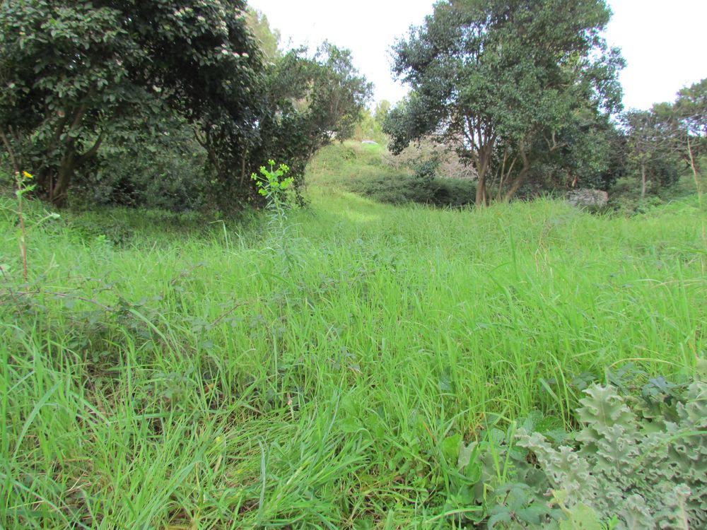 Cenchrus clandestinus (Hochst. ex Chiov.) Morrone, 2010 [syn. Pennisetum clandestinum C.F. Hochstetter ex E. Chiovenda ; Kikuyuochloa clandestina (Hochst. ex Chiov.) H.Scholz, 2006]